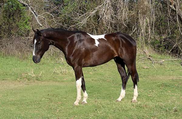 athletic-paint-horse