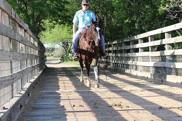 ranch-paint-horse
