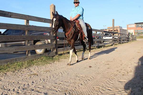 ranch-versatility-paint-horse