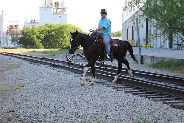 ranch-work-paint-horse