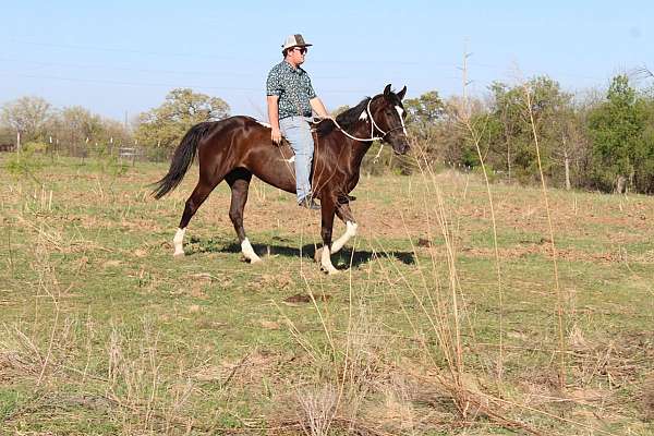ridden-western-paint-horse