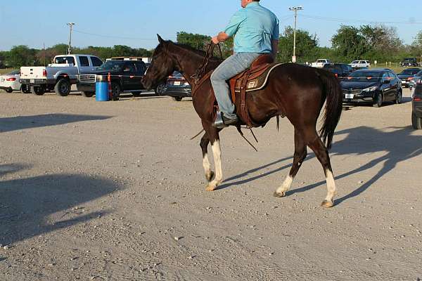 trail-paint-horse