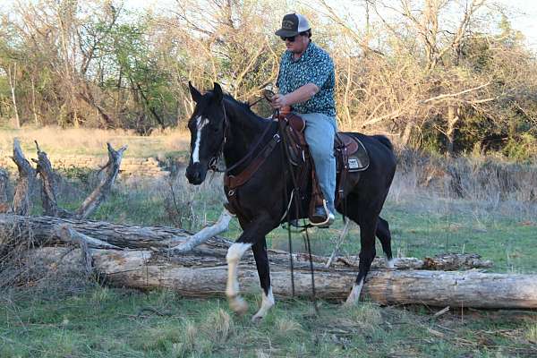 black-flashy-horse