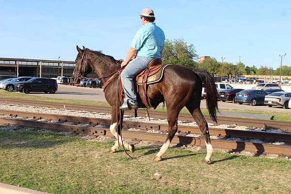 black-paint-gelding