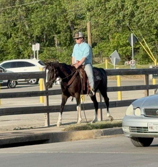 black-ranch-horse