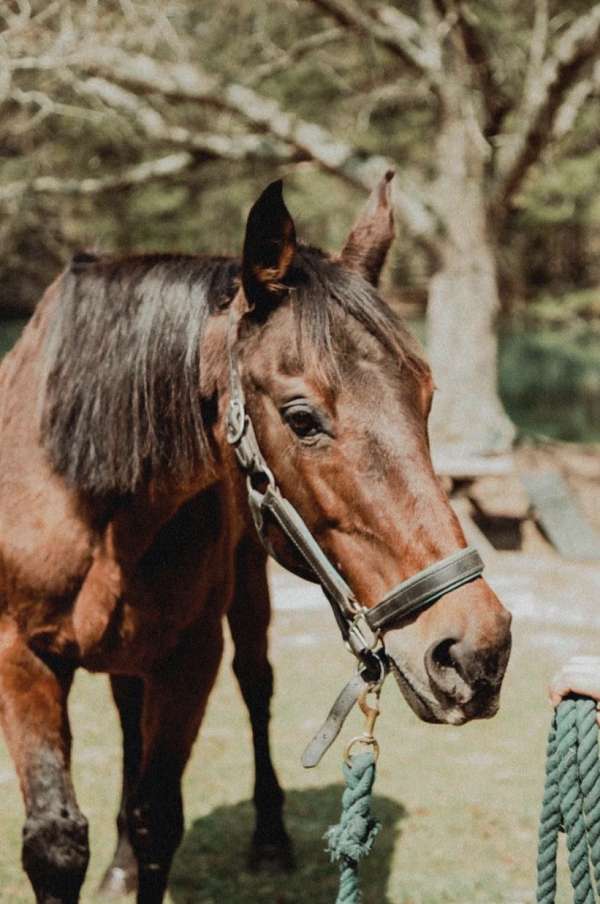 mare-quarter-horse