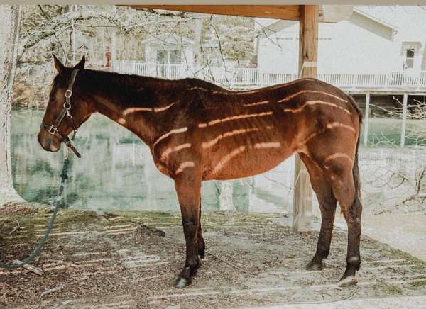 project-quarter-horse