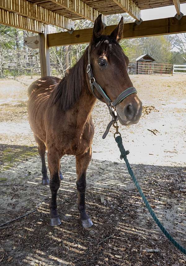 qh-quarter-horse
