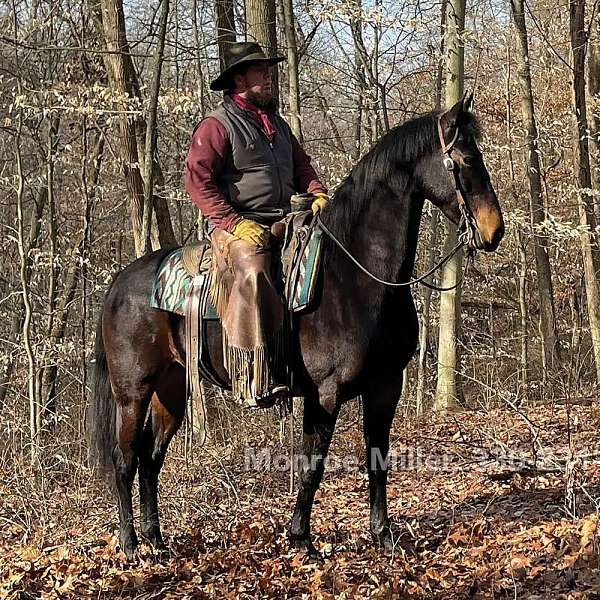 no-white-markings-dark-eyes-two-cowlicks-slightly-above-eye-level-horse