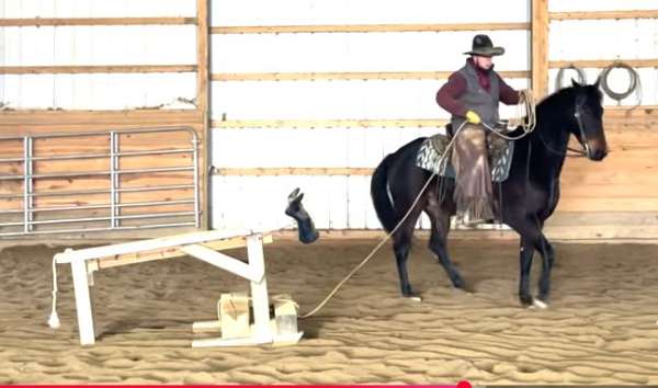 bay-no-white-markings-dark-eyes-two-cowlicks-slightly-above-eye-level-horse