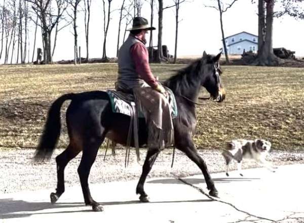 bay-mare-morgan-horse