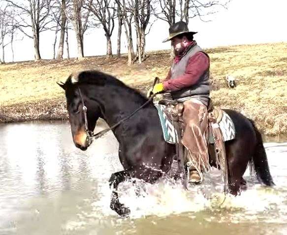 bella-morgan-horse