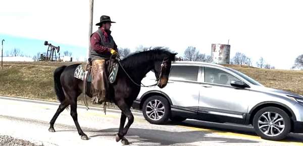 competitive-morgan-horse
