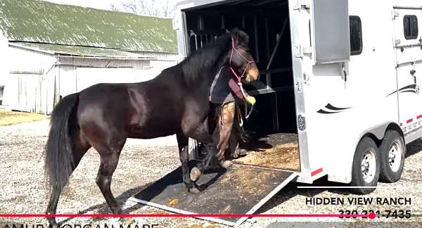 husband-morgan-horse