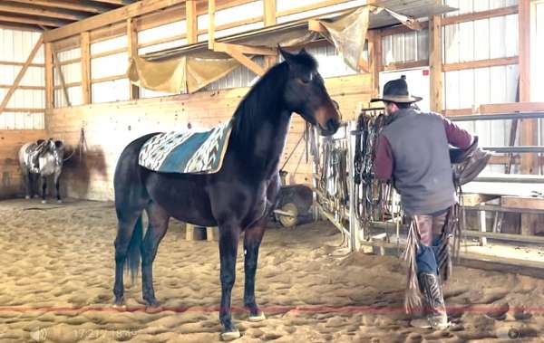injury-morgan-horse
