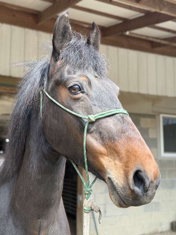 leg-pressure-morgan-horse
