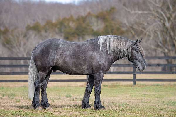 all-around-draft-horse