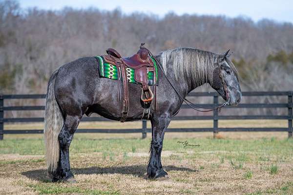 athletic-draft-horse