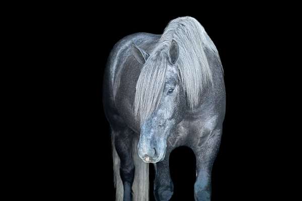 beginner-draft-horse
