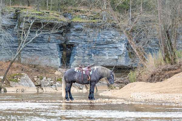 cross-draft-horse