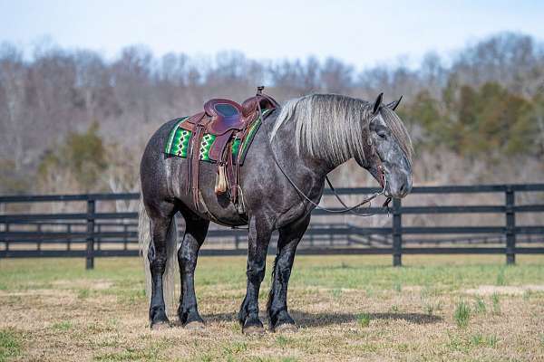 draft-horse