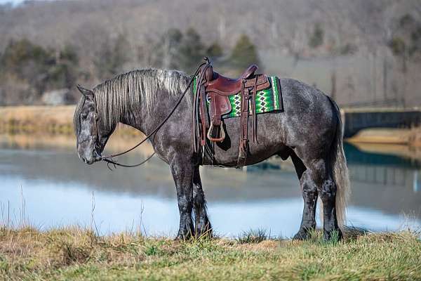 endurance-draft-horse