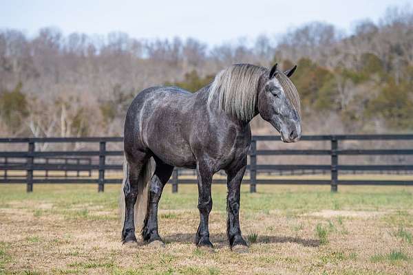 english-pleasure-draft-horse
