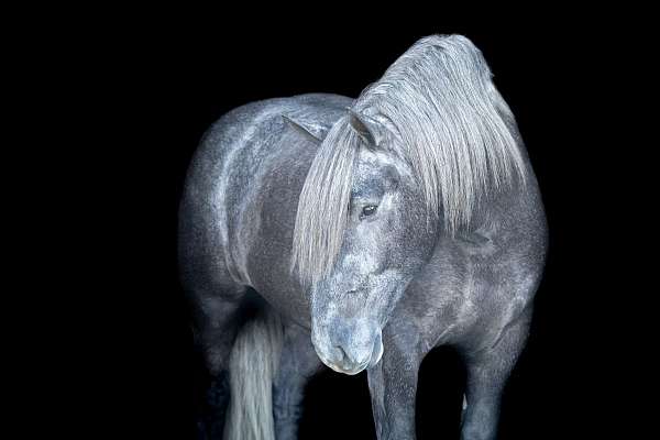 experienced-draft-horse