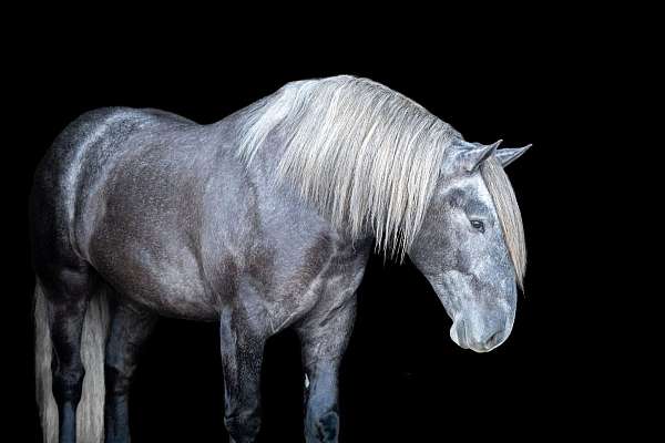 flashy-draft-horse