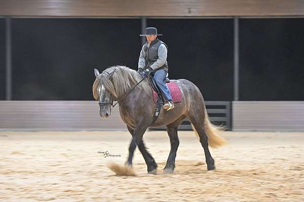 jumping-draft-horse