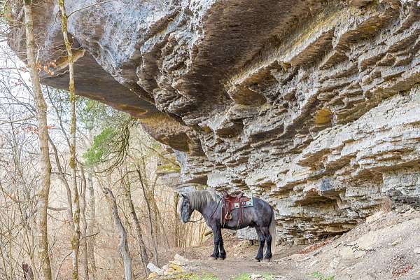 kid-safe-draft-horse