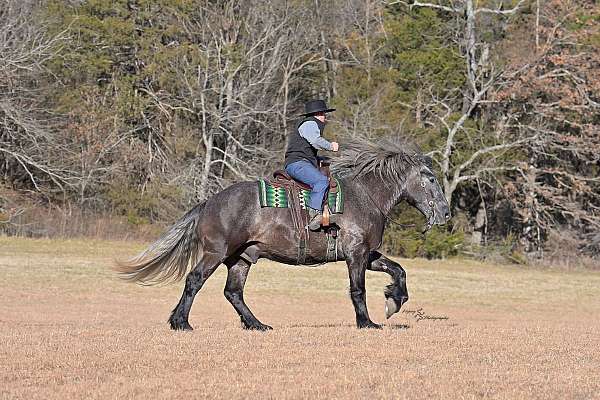 ranch-draft-horse