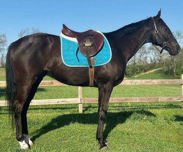 all-around-thoroughbred-horse