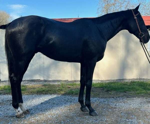 athletic-thoroughbred-horse