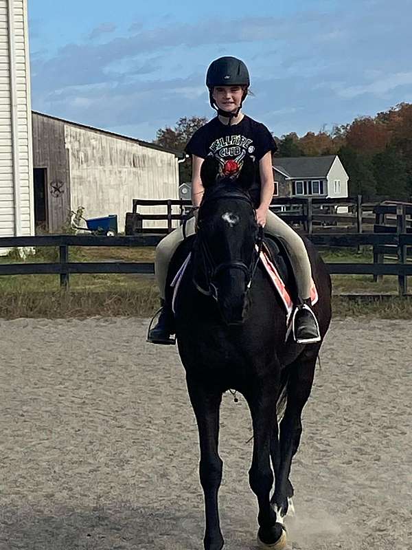 beginner-thoroughbred-horse