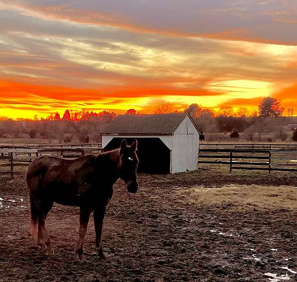 endurance-thoroughbred-horse