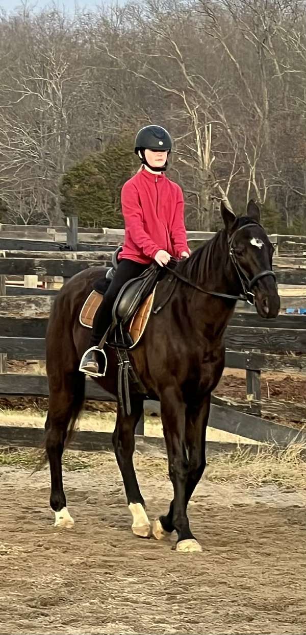 english-pleasure-thoroughbred-horse
