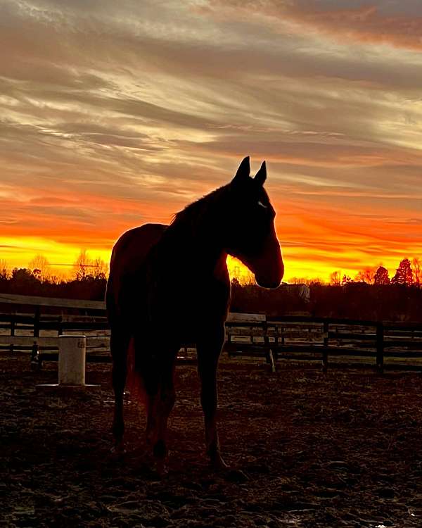 equitation-thoroughbred-horse