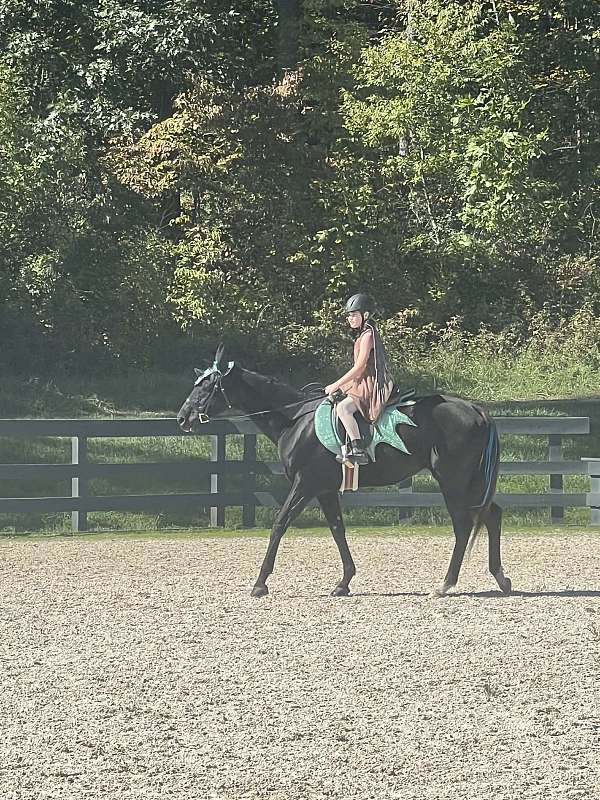 eventing-thoroughbred-horse