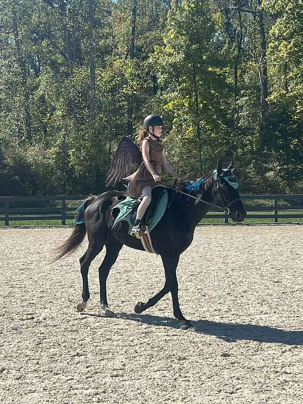 experienced-thoroughbred-horse