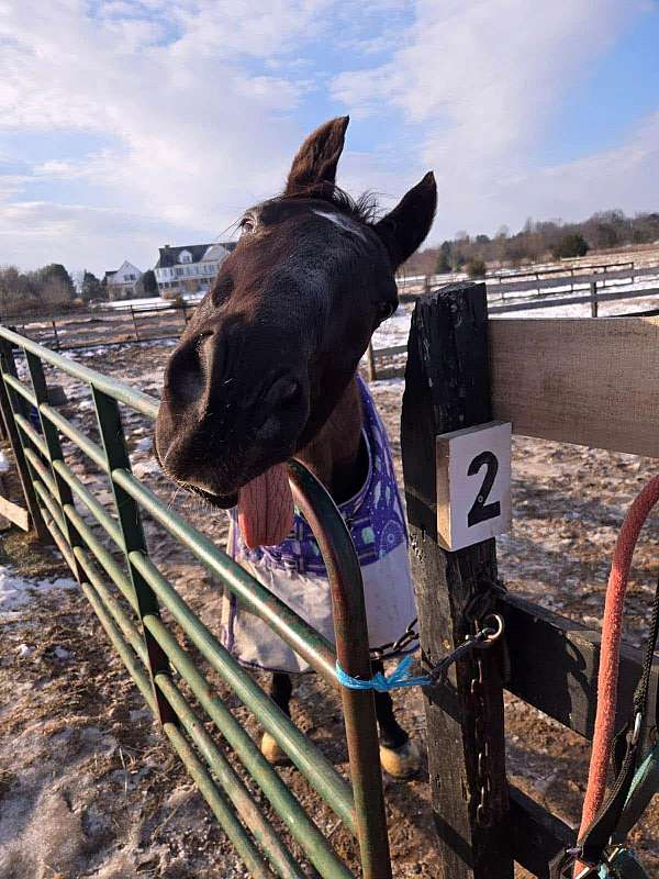 jumping-thoroughbred-horse