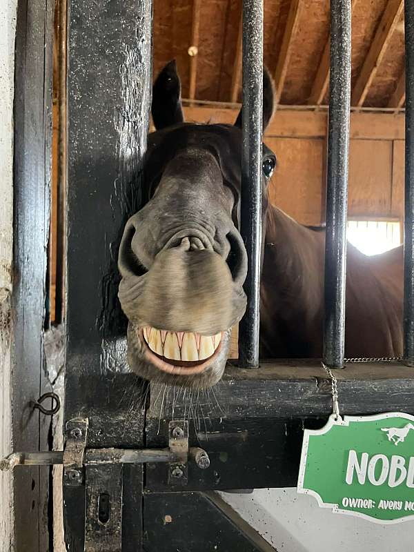 kid-safe-thoroughbred-horse