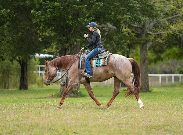 red-roan-rodeo-queen-pony