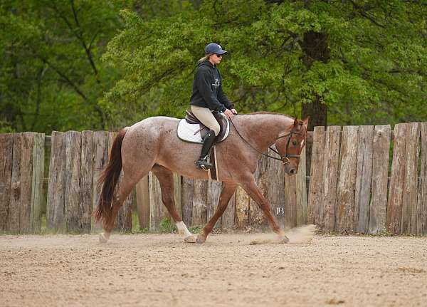 all-around-quarter-pony