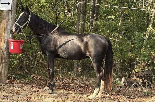 just-wormed-tennessee-walking-horse