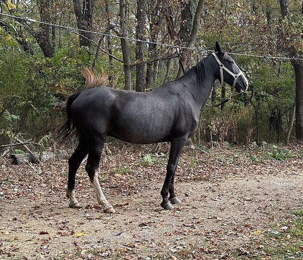 age-tennessee-walking-horse