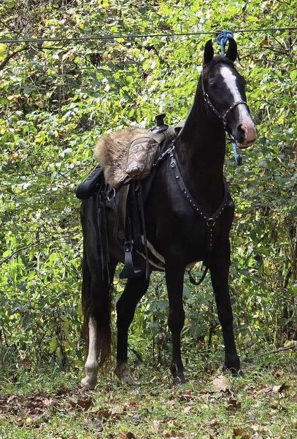 all-tennessee-walking-horse