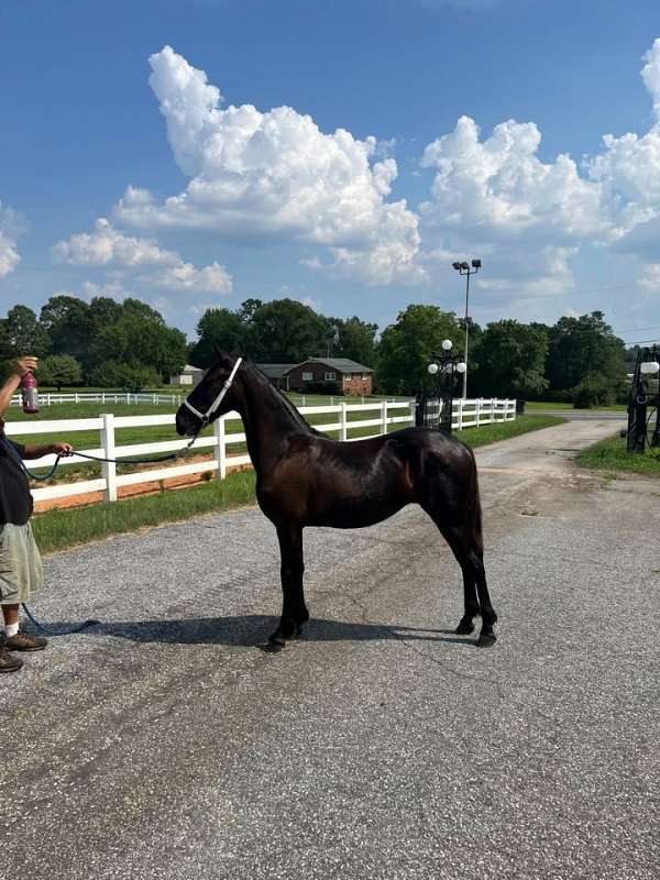 show-friesian-tennessee-walking-horse