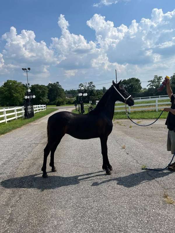 yours-friesian-horse