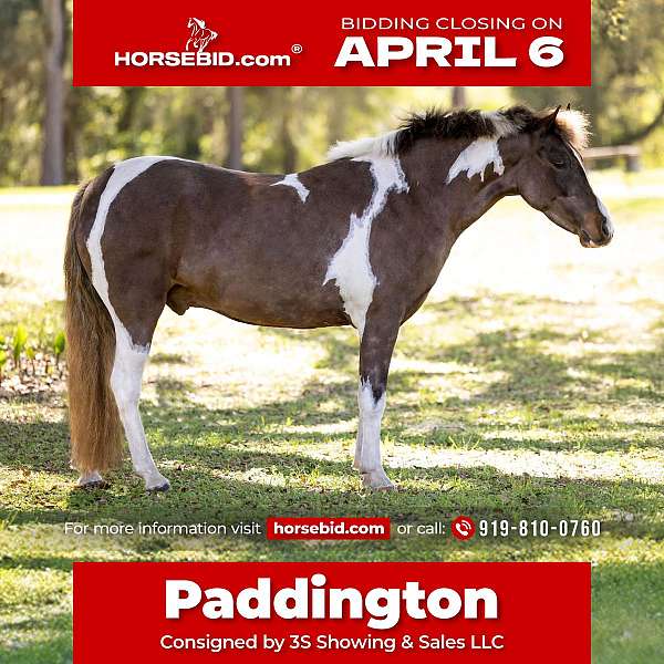 all-around-welsh-pony